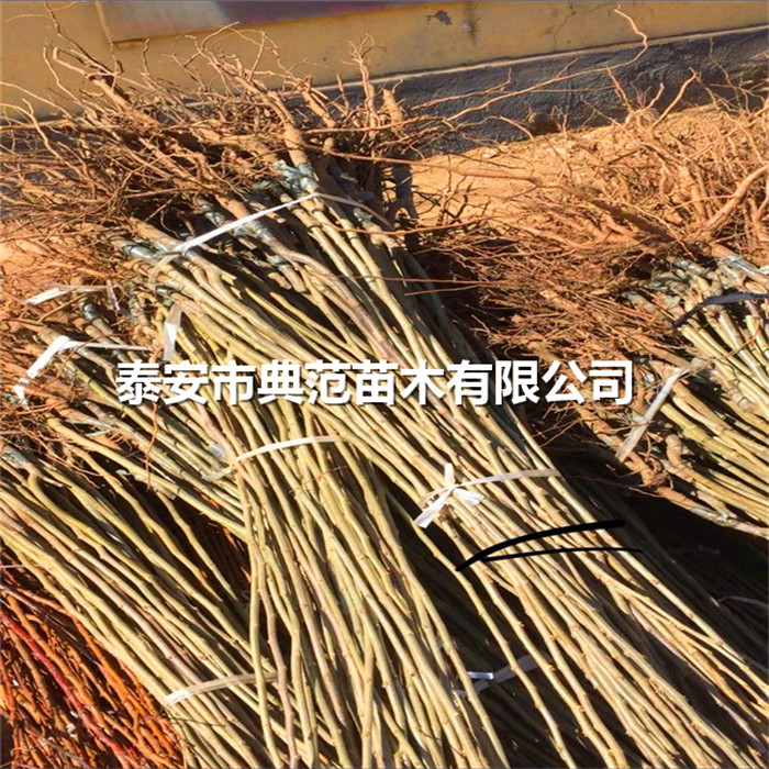 板栗苗批發(fā)、板栗樹苗種植區(qū)域
