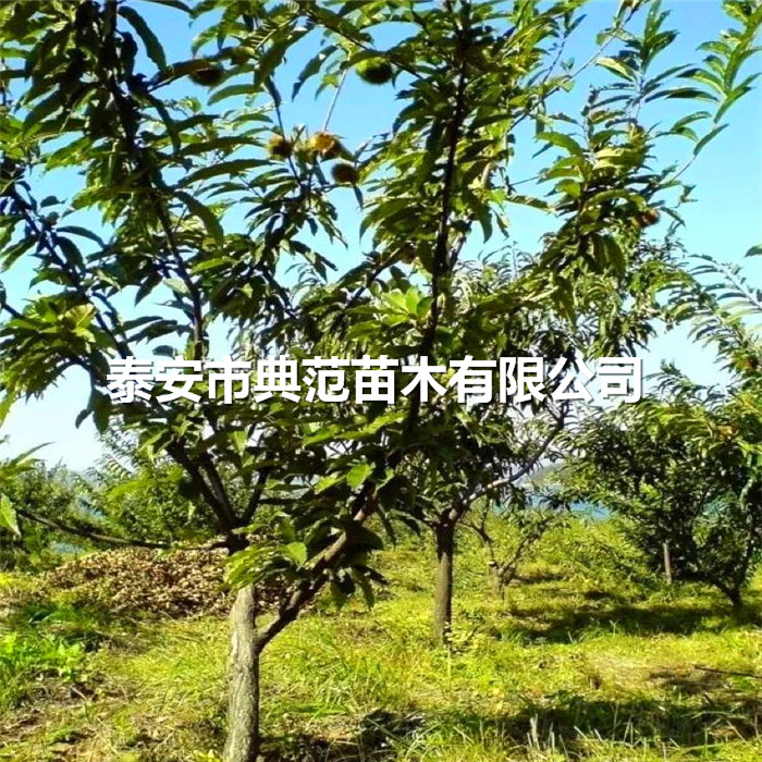 板栗苗、板栗树苗种植注意事项