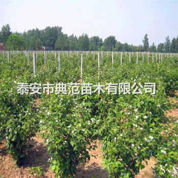 樹莓苗價格、樹莓苗2020年價格