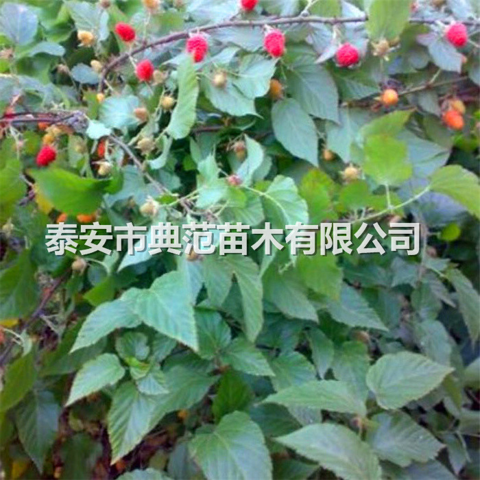 樹莓苗品種介紹、樹莓苗種植注意事項(xiàng)