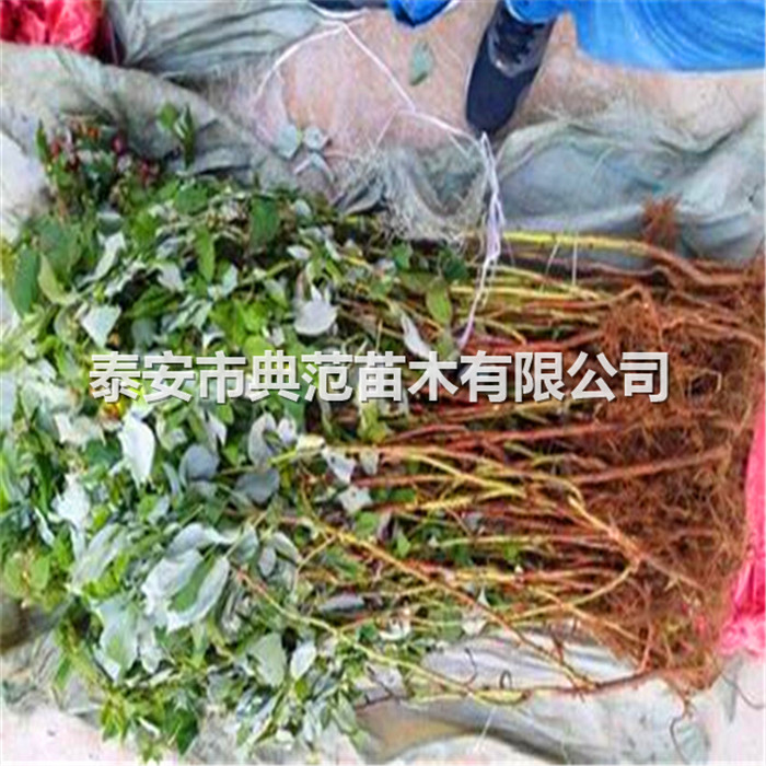 樹(shù)莓苗批發(fā)基地、樹(shù)莓苗畝產(chǎn)量