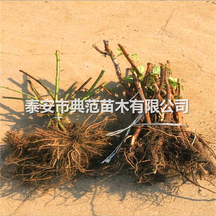 樹莓苗批發(fā)、樹莓苗價格走勢
