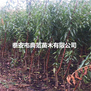 巴旦木樹苗批發(fā)基地、巴旦木苗幾年結(jié)果