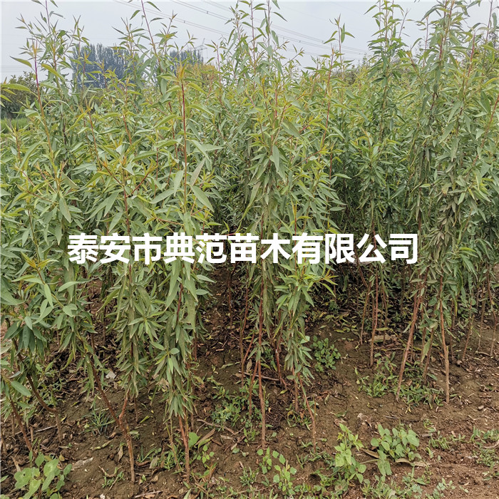 巴旦木树苗品种介绍、巴旦木苗种植区域