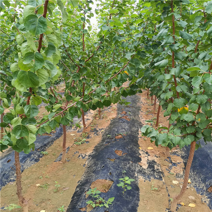 金太陽(yáng)杏樹(shù)苗種植技術(shù)、金太陽(yáng)杏樹(shù)苗種植注意事項(xiàng)