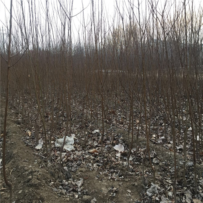 凯特杏树苗种植基地、凯特杏树苗种植注意事项