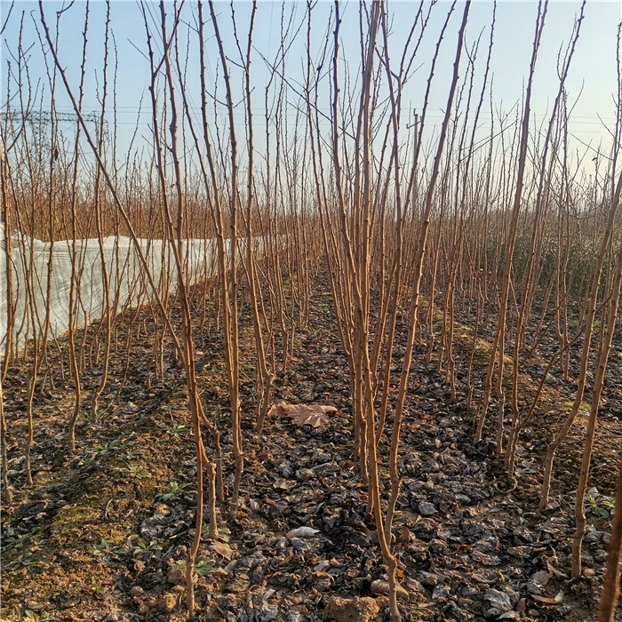 凯特杏树苗种植基地、凯特杏树苗种植注意事项