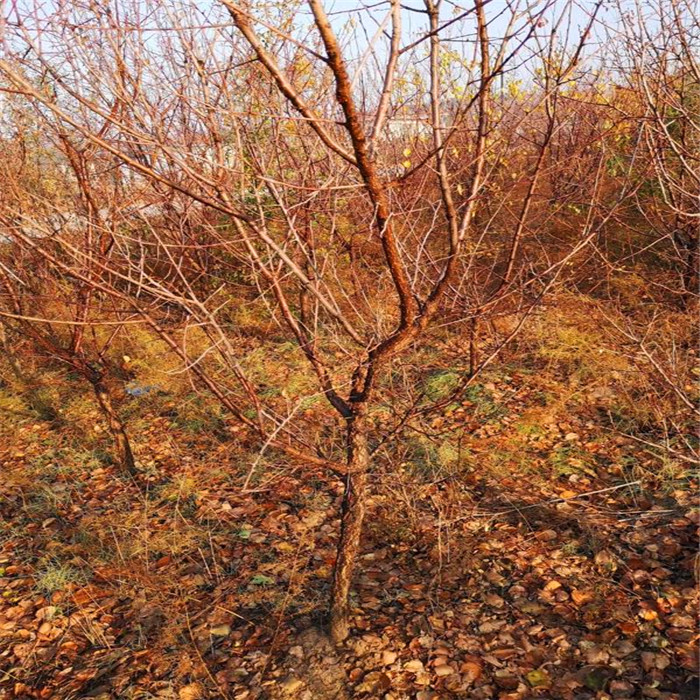 珍珠油杏树苗种植基地、杏树苗市场行情