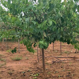 珍珠油杏树苗种植基地、杏树苗市场行情图片2