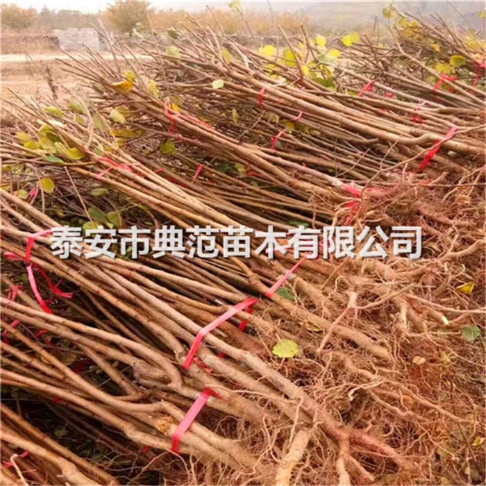 珍珠油杏樹苗銷售電話、珍珠油杏樹苗價格一覽表
