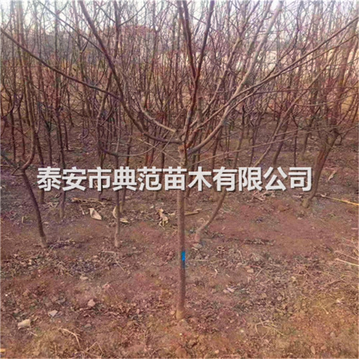 珍珠油杏樹苗價(jià)格、珍珠油杏樹苗市場行情