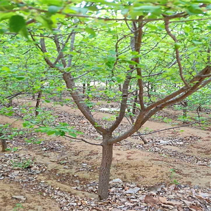 珍珠油杏树苗价格、珍珠油杏树苗几年丰产