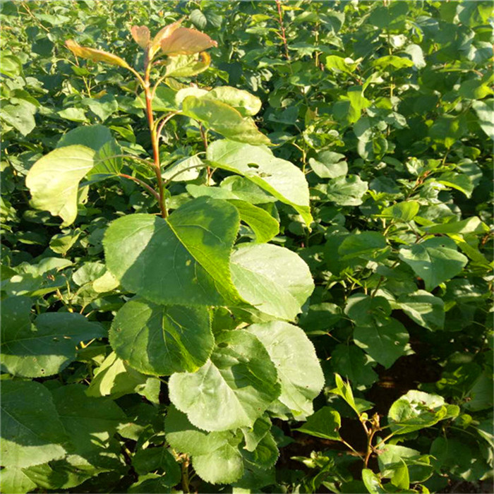 珍珠油杏树苗种植技术、珍珠油杏树苗种植区域