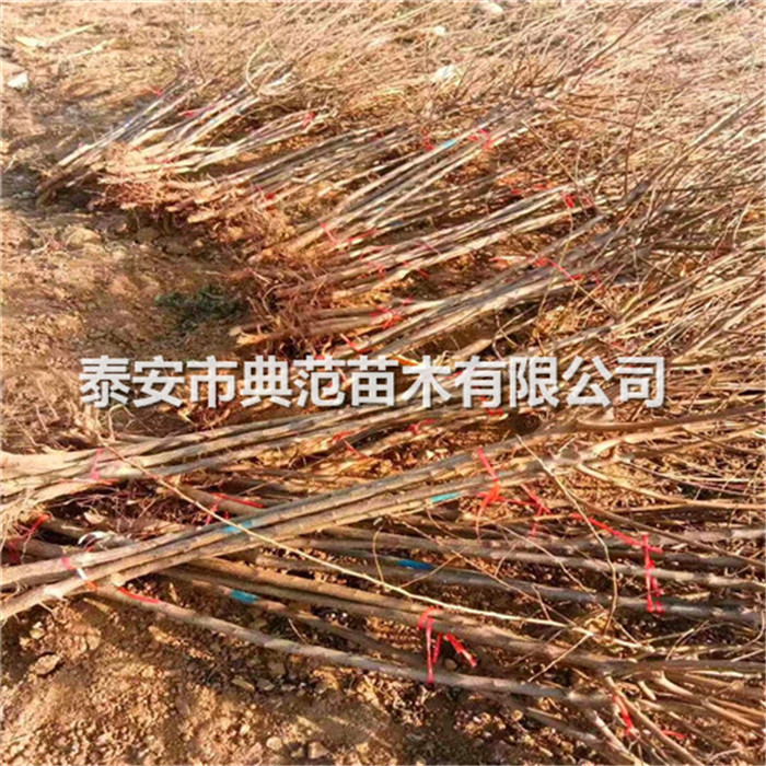 荷蘭香蜜杏樹(shù)苗種植技術(shù)