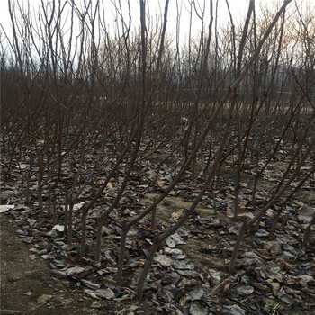 荷蘭香蜜杏樹苗批發(fā)基地、荷蘭香蜜杏樹苗種植