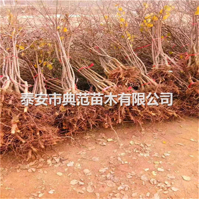 荷蘭香蜜杏樹苗批發(fā)基地、荷蘭香蜜杏樹苗種植