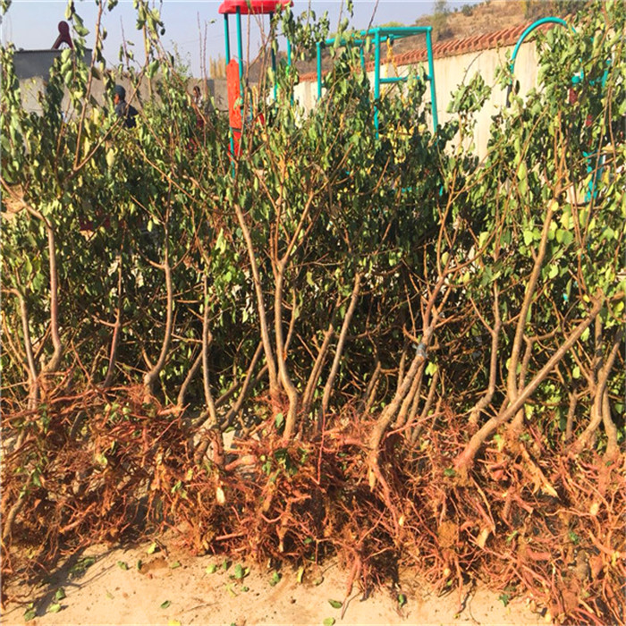 游龍杏樹苗批發(fā)基地、游龍杏樹苗