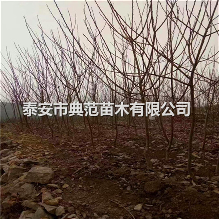 游龍杏樹苗價(jià)格報(bào)價(jià)
