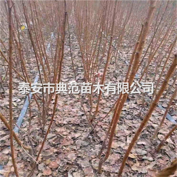游龍杏樹苗銷售價格、游龍杏樹苗2020年價格
