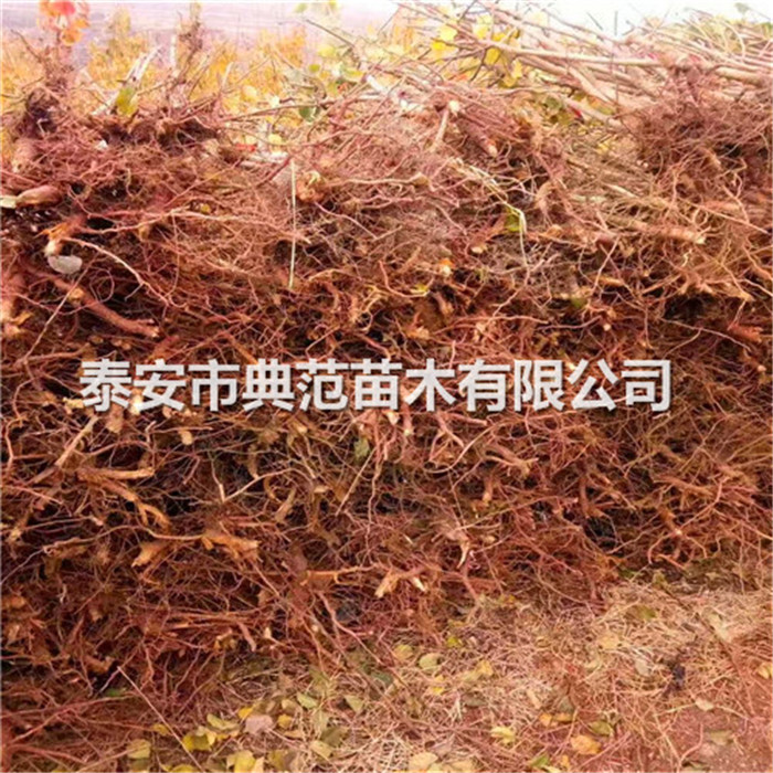 游龍杏樹苗基地、游龍杏樹苗種植技術(shù)