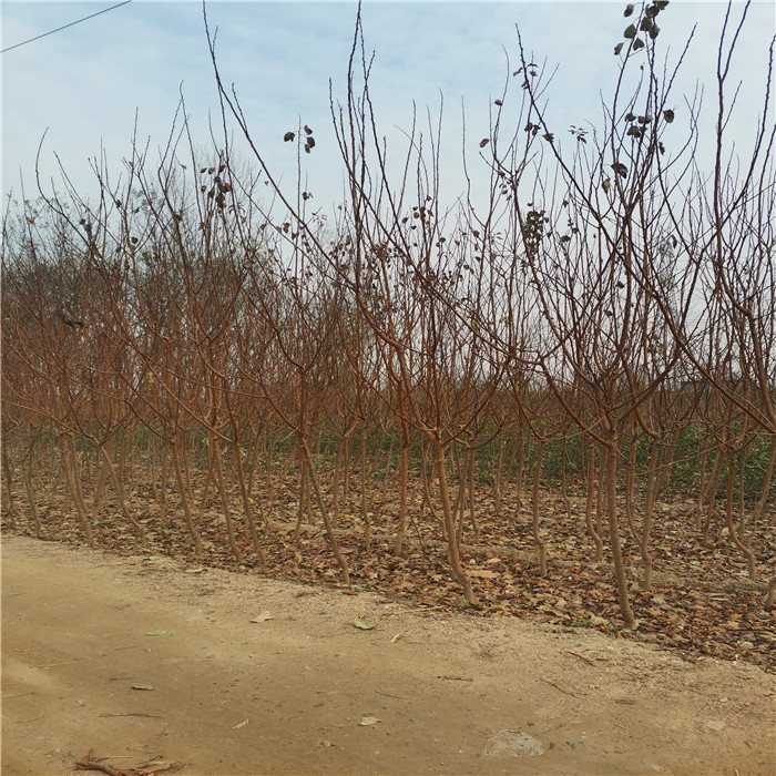 游龍杏樹苗批發(fā)基地、游龍杏樹苗