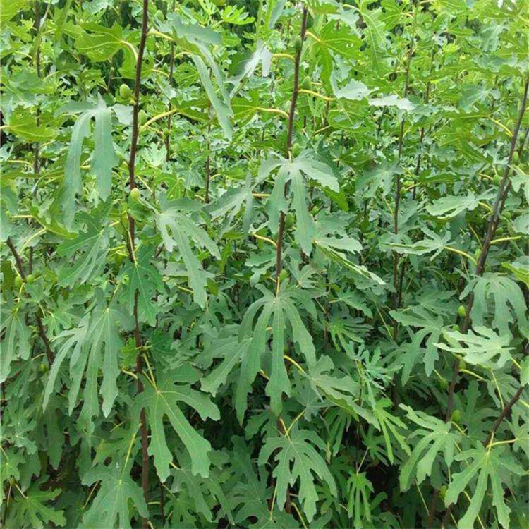 波姬紅無花果樹苗價格一覽表、無花果苗種植技術