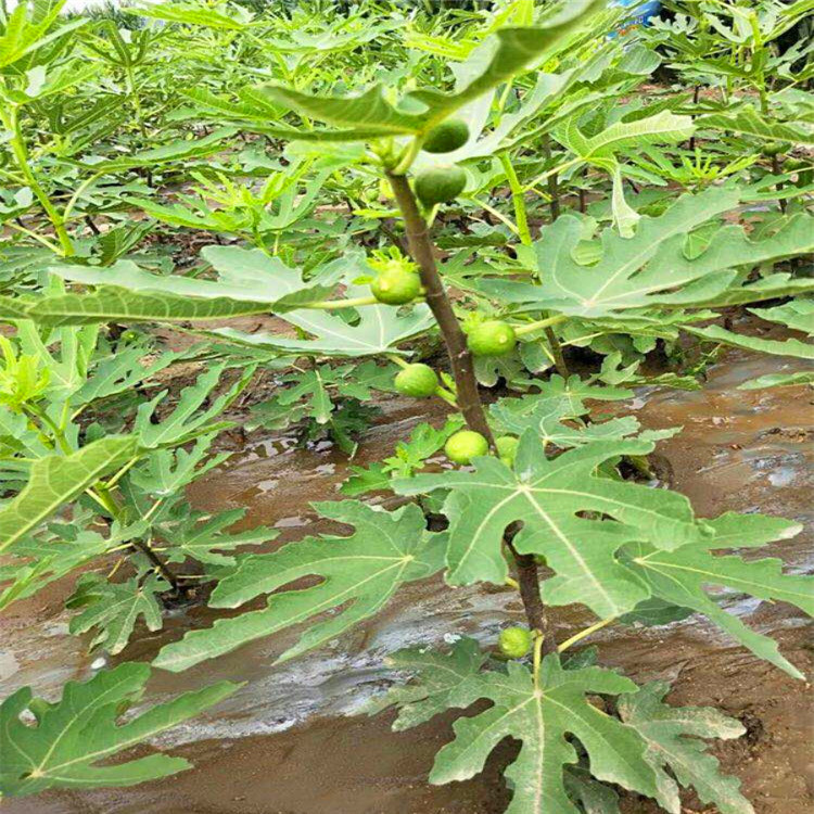 波姬紅無花果樹苗價格表、無花果苗種植技術(shù)