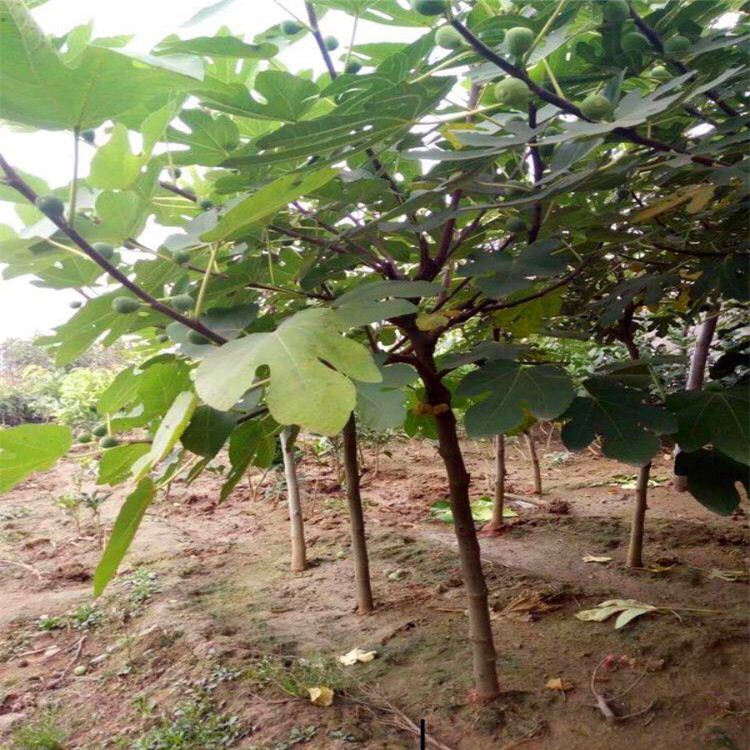 波姬紅無花果樹苗價格一覽表、無花果苗種植技術