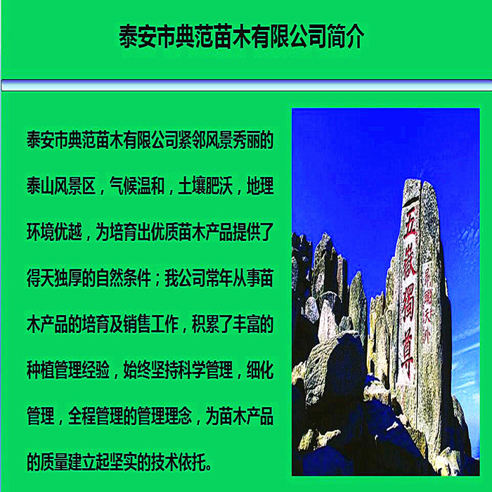 3公分波姬紅無花果樹苗