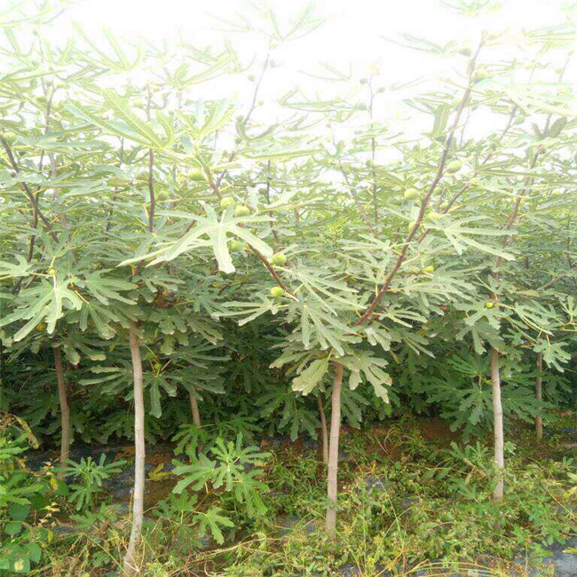 波姬紅無花果樹苗價格、波姬紅無花果苗基地價格
