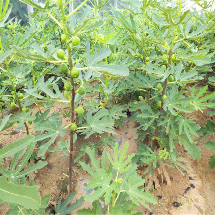 波姬紅無花果樹苗種植基地、波姬紅無花果苗銷售電話