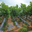 布兰瑞克无花果树苗种植基地、销售公司图片