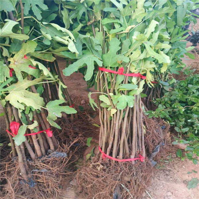 3公分中農(nóng)紅無花果樹苗基地