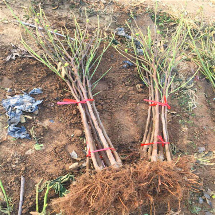 巴勞奈無花果樹苗培育基地