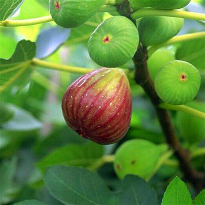 巴勞奈無花果樹苗培育基地