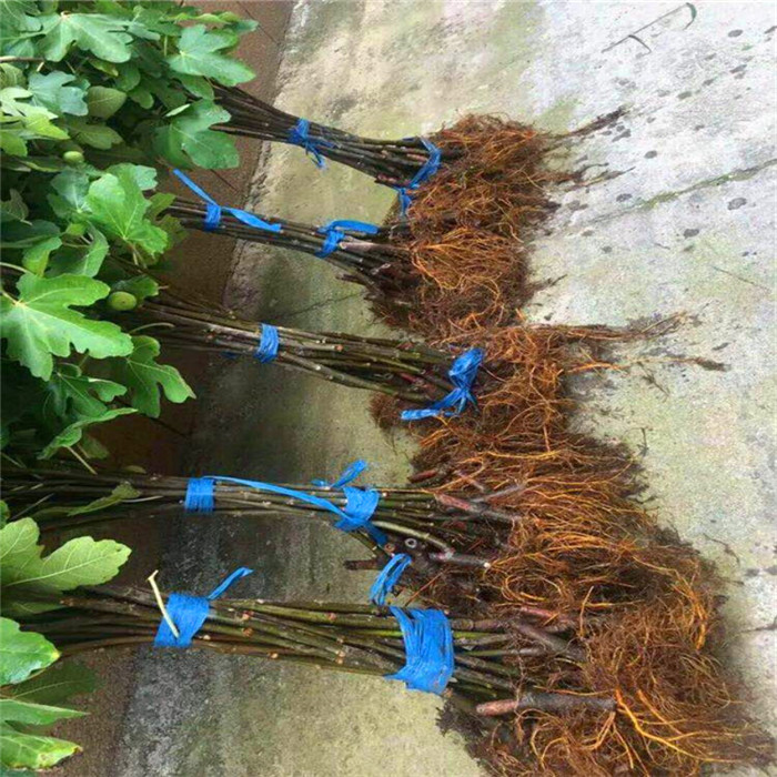 巴勞奈無花果樹苗批發(fā)價格、巴勞奈無花果苗品種介紹