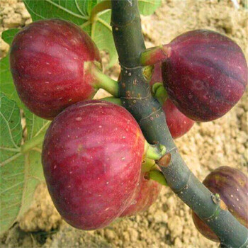 瑪斯義陶芬無(wú)花果苗銷售公司