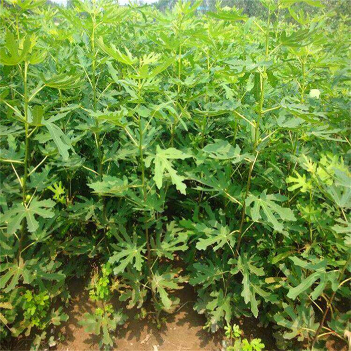 5公分中農紅無花果樹苗批發(fā)