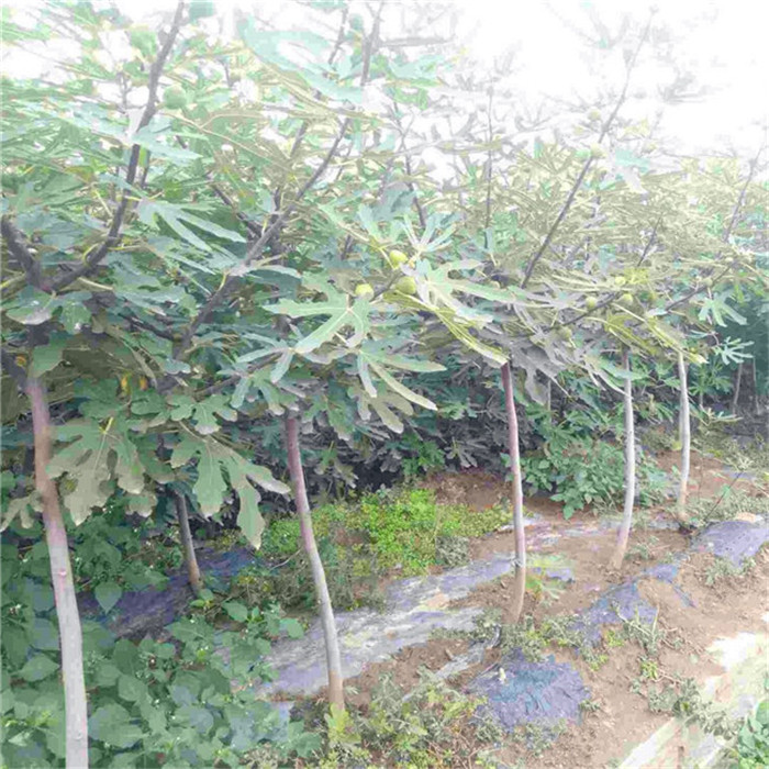 瑪斯義陶芬無花果苗銷售電話|瑪斯義陶芬無花果樹苗