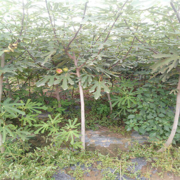 中農(nóng)紅無(wú)花果樹(shù)苗、中農(nóng)紅無(wú)花果苗銷售電話
