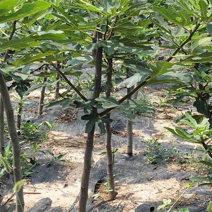 4公分日本紫果無(wú)花果樹苗批發(fā)、4公分無(wú)花果樹苗