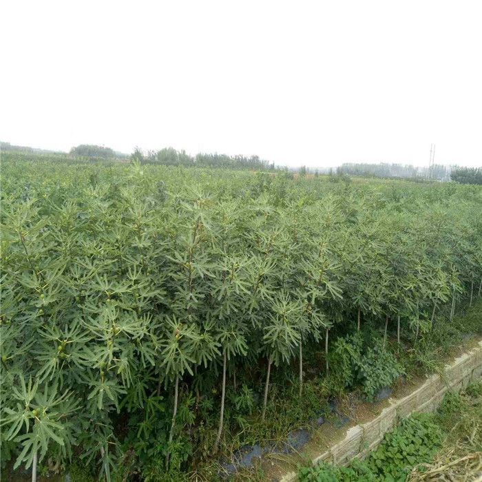 3公分中農(nóng)紅無花果樹苗基地