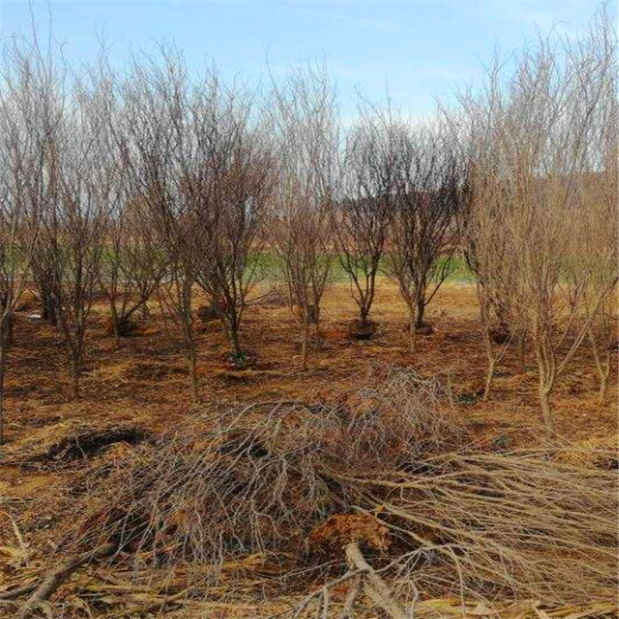 大青皮石榴树苗基地价格