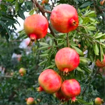 牡丹花石榴苗种植基地、石榴树苗销售公司