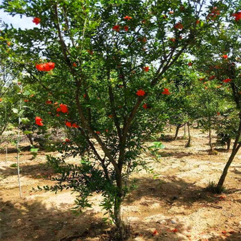 泰山紅石榴樹苗批發(fā)價格、泰山紅石榴苗