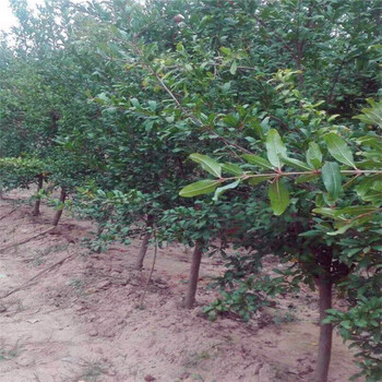牡丹花石榴苗批發(fā)基地、石榴樹苗銷售