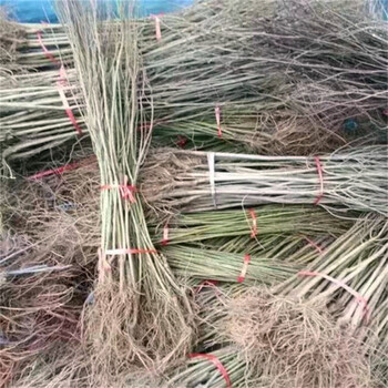 軟籽石榴樹(shù)苗、軟籽石榴苗基地價(jià)格