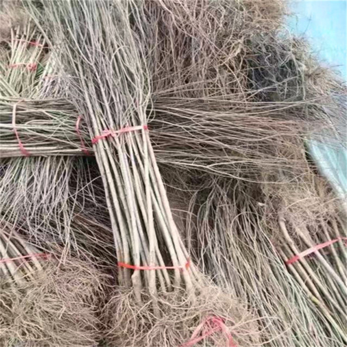 大青皮石榴樹(shù)苗價(jià)格-大青皮石榴苗介紹