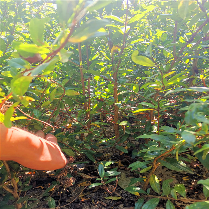 6公分中农红软籽石榴树苗品种介绍-6公分中农红软籽石榴树苗