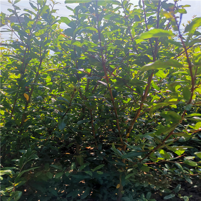 1公分泰山紅石榴樹(shù)苗價(jià)格